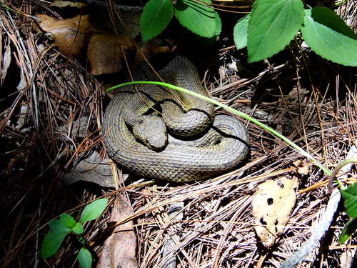 Photo of a Slender-horned Pitviper (Ophryacus undulatus)