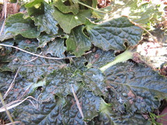 Lichtensteinia latifolia
