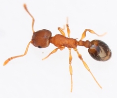 Temnothorax nylanderi
