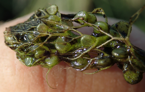 Floating Bladderwort