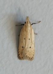 Nothris verbascella