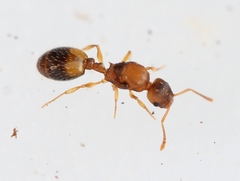 Temnothorax nylanderi