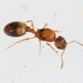 Temnothorax nylanderi - Photo (c) Marie Lou Legrand, some rights reserved (CC BY-NC), uploaded by Marie Lou Legrand