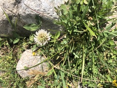 Trifolium ambiguum