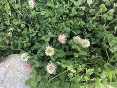 Trifolium ambiguum