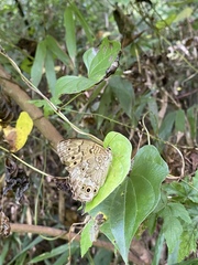 Neope goschkevitschii