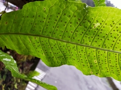 Microsorum membranaceum