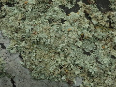 Flavoparmelia haysomii