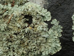 Flavoparmelia haysomii