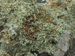 Flavoparmelia haysomii