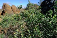 Pteronia leptospermoides