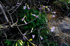 Oxalis comosa
