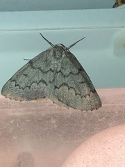 Nepytia pellucidaria