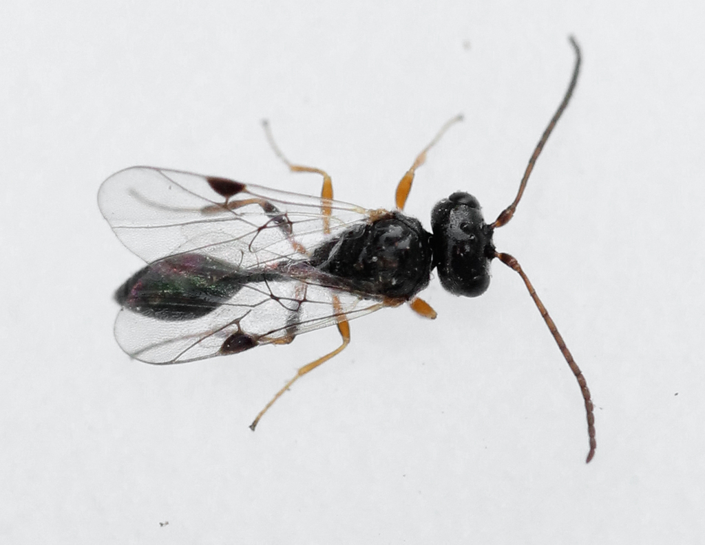 Helorus ruficornis