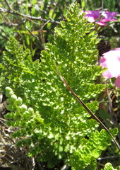 Cheilanthes capensis