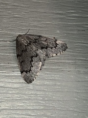 Nepytia pellucidaria