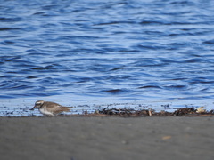 Thinornis novaeseelandiae