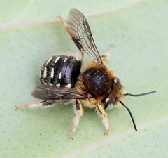 Anthidium punctatum