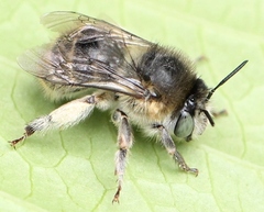 Anthophora quadrimaculata