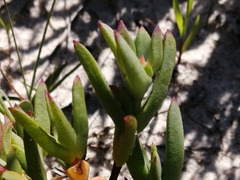 Lampranthus glaucoides
