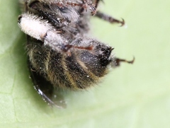 Anthophora quadrimaculata