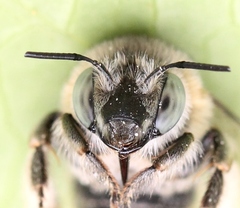 Anthophora quadrimaculata