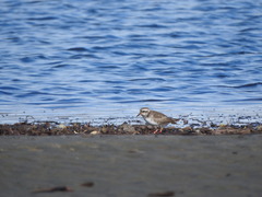 Thinornis novaeseelandiae