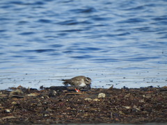 Thinornis novaeseelandiae