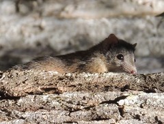 Antechinus
