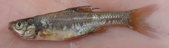 Enteromius paludinosus