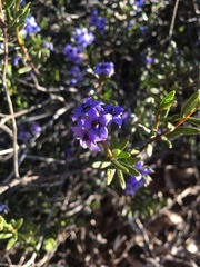 Halgania andromedifolia