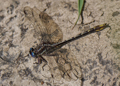 Phanogomphus