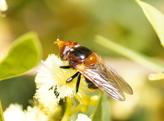 Cyphipelta rufocyanea