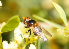 Cyphipelta rufocyanea
