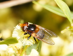 Cyphipelta rufocyanea