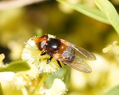 Cyphipelta rufocyanea