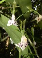 Epidendrum paniculatum