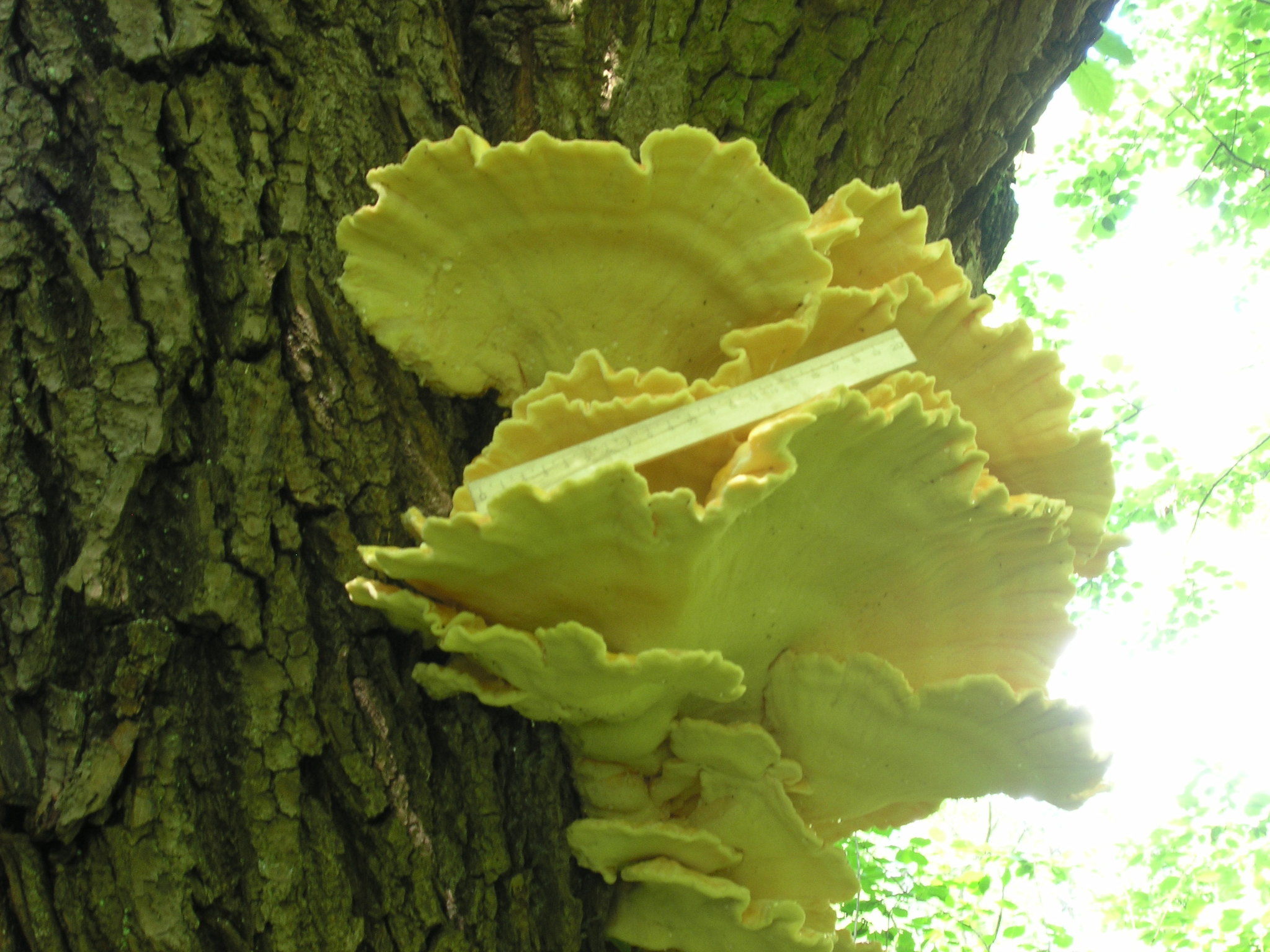 Polyporus sulphureus<br>19 January, 2025