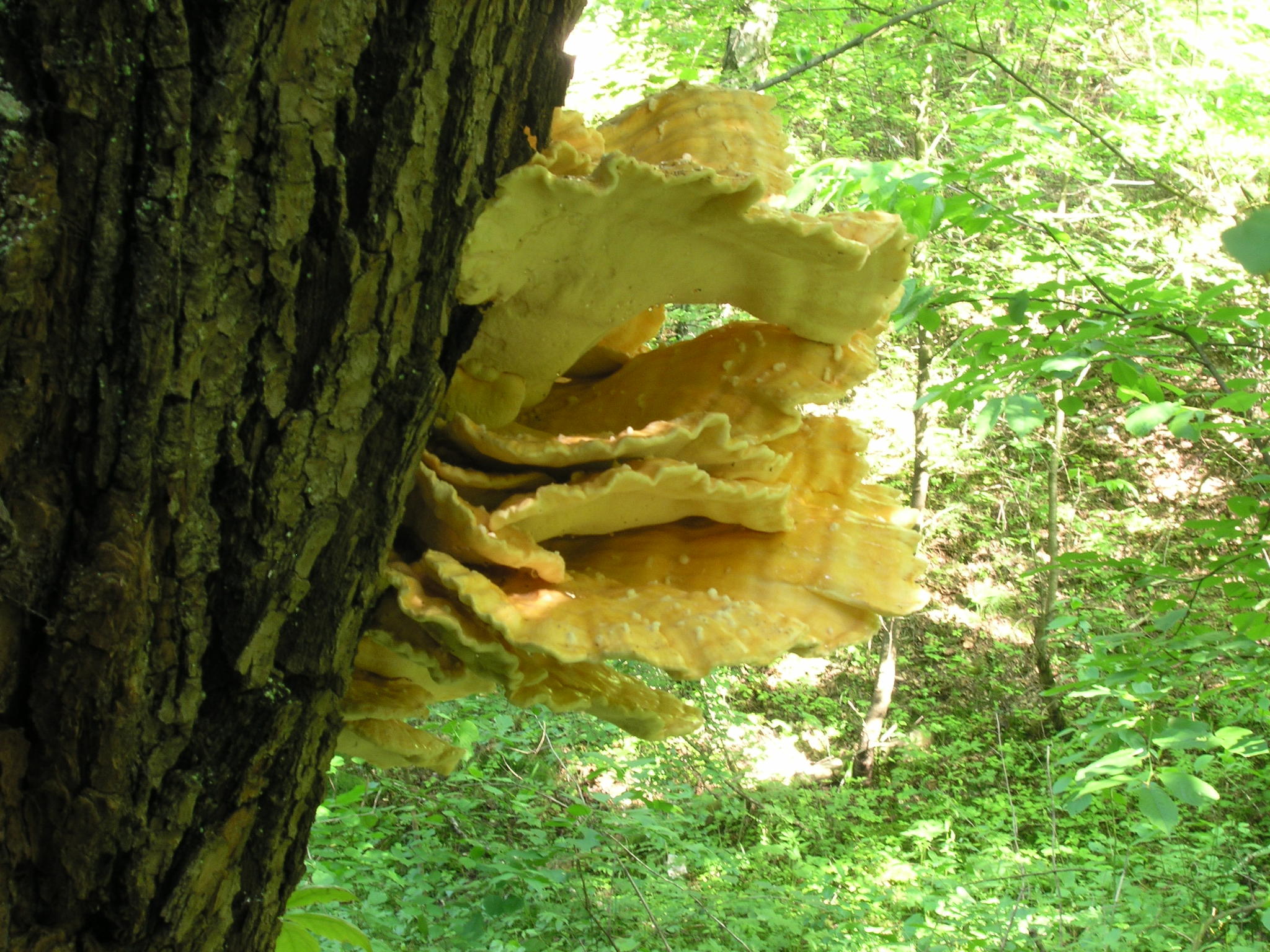 Polyporus sulphureus<br>10 July, 2010