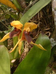 Maxillaria cucullata