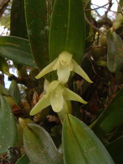 Maxillaria anceps