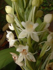 Habenaria monorrhiza