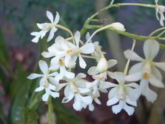 Epidendrum verrucosum