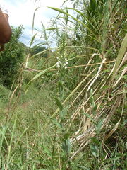 Habenaria monorrhiza