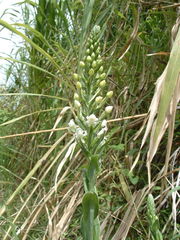 Habenaria monorrhiza