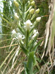 Habenaria monorrhiza