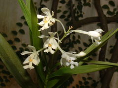 Epidendrum verrucosum