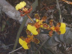 Trichocentrum ascendens
