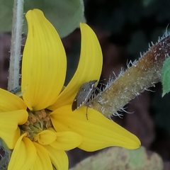 Holcostethus albipes