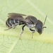 Blue Mason Bee - Photo (c) Marie Lou Legrand, some rights reserved (CC BY-NC), uploaded by Marie Lou Legrand